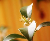 柑子花期什么時(shí)候打藥合適（柑橘什么時(shí)候打花芽分化藥）