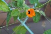 柑橘開(kāi)花打藥（柑橘開(kāi)花打什么藥）