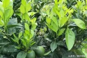 8月柑橘病蟲(chóng)害怎樣防治_7至8月臍橙病蟲(chóng)害防治技術(shù)