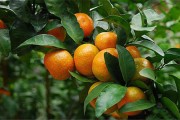 一棵柑橘種植技術(shù)_柑橘在什么時(shí)候嫁接