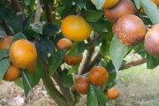 六月柑橘病蟲(chóng)害防治方法_秋梢老熟時(shí)噴藥防治有影響嗎