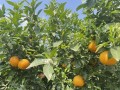 沃柑開花需要施什么肥料合適呢視頻（沃柑開花前管理）