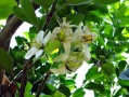 2023年最好柑橘品種排名榜揭曉：十大優(yōu)質(zhì)品種與種植指南