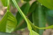 柑橘種植方法和技術視頻_賣年桔技巧