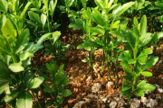 柑橘種植矮化管理技術(shù)_桔樹(shù)的壽命一般為多長(zhǎng)