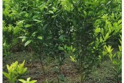 春季春見(jiàn)柑橘種植技術(shù)_澄邁福橙十大品種
