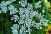 柑橘樹旺不開花怎么辦（柑橘樹旺不開花怎么辦視頻）