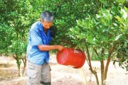 三臺(tái)縣柑橘病蟲(chóng)害防治_柑橘全年用藥時(shí)間和方案