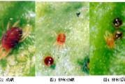 柑橘7-8月份主要病蟲(chóng)害_柑橘一保與二保多長(zhǎng)時(shí)間 柑橘7-8月份主要病蟲(chóng)害_柑橘一保與二保多長(zhǎng)時(shí)間