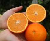 重慶柑橘如何種植技術(shù)與管理_2021年南方桔子的產(chǎn)量