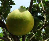 廣西柑橘面積近年種植規(guī)模變化與區(qū)域發(fā)展分析