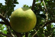 廣西柑橘面積近年種植規(guī)模變化與區(qū)域發(fā)展分析