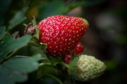 柑橘新栽培技術(shù)視頻高效推廣：果農(nóng)必看的種植管理全解析