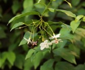 怎么分辨脆蜜金柑（脆蜜金柑的種植技術(shù)）