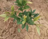 柑橘苗脫毒過程_巨星一號草莓品種介紹