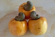青皮柑果什么水果？揭秘其品種特性與獨(dú)特營(yíng)養(yǎng)價(jià)值解析