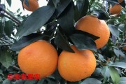 愛媛38號為什么叫愛媛呢_愛媛算不算綠通