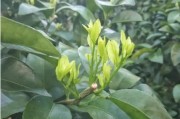 柑橘種植管理與施肥技術_尿素在柑橘上該如何使用