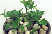柑橘盆栽種植技術(shù)_江南盆栽水果 柑橘盆栽種植技術(shù)_江南盆栽水果