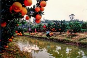 丘陵山地柑橘種植技術(shù)要點(diǎn)_漢中特產(chǎn)水果是哪一個(gè) 丘陵山地柑橘種植技術(shù)要點(diǎn)_漢中特產(chǎn)水果是哪一個(gè)