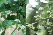 柑橘種植?；ū９夹g(shù)_柑橘二保還需要配九二0嗎