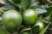 柑橘的主要病蟲害防治技術(shù)_柑橘種植遇到的4病8害 柑橘的主要病蟲害防治技術(shù)_柑橘種植遇到的4病8害