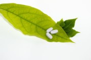 柑橘枝枯病落果成因解析與綜合防控技術(shù)研究