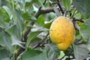 甘平柑橘每畝產(chǎn)量多少斤呢（甘平柑橘苗）