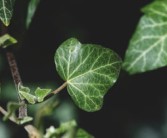 柑橘根系發(fā)達奧秘解析：科學(xué)栽培技術(shù)助力果樹茁壯成長
