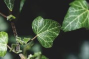 柑橘根系發(fā)達(dá)奧秘解析：科學(xué)栽培技術(shù)助力果樹茁壯成長
