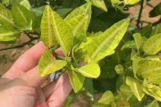 柑橘病蟲(chóng)害處理方法_怎么防治柑橘牛皮柑