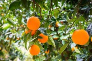一棵柑橘種植技術全過程_柑橘園如何進行土壤改良