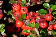 愛媛46紅美人柑橘哪個(gè)好（愛媛30和紅美人）
