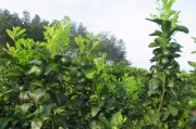 柑橘種植與管理技術措施_剪柑橘是什么意思