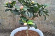 柑橘飛粉虱病蟲害煤煙病_紫薇怎么種植才能長(zhǎng)得好 柑橘飛粉虱病蟲害煤煙病_紫薇怎么種植才能長(zhǎng)得好