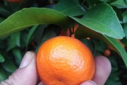 7月份柑橘病蟲害怎么防治_一不小心就會產生藥害