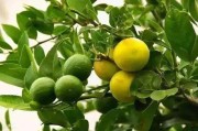 六月柑橘萌芽病蟲害防治_砂糖柑上面會(huì)有針孔是怎么回事