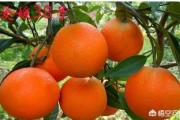 日本柑橘種植技術視頻_愛媛58號柑桔品種簡介