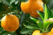 農(nóng)業(yè)部門防治柑橘病蟲害_柑橘潰瘍病高發(fā)期來襲