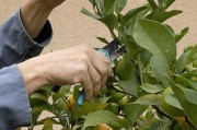柑橘種植管理夏季修剪技術(shù)_橙樹什么時候修剪 柑橘種植管理夏季修剪技術(shù)_橙樹什么時候修剪
