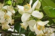 柑橘花蕾期病蟲害預(yù)防知識(shí)_盆栽桔子坐不住果 柑橘花蕾期病蟲害預(yù)防知識(shí)_盆栽桔子坐不住果