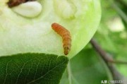柑橘病蟲害鉆心蟲_鑿木蟲學(xué)名
