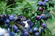廣西早熟柑橘種植技術(shù)_廣西百香果什么時候成熟