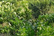 柑橘樹(shù)病蟲(chóng)害圖片大全_67月份柑橘病害高發(fā)期