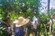 柑橘科學(xué)種植技術(shù)培訓(xùn)_柑橘的種植距離要多遠(yuǎn)才行