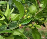 幼果柑橘種植技術(shù)_柑橘?；ㄓ檬裁此? title=