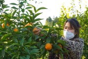 巴中柑橘種植招聘技術(shù)員_下圖蘭花得的什么病 巴中柑橘種植招聘技術(shù)員_下圖蘭花得的什么病