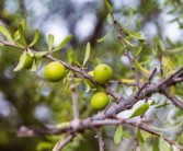 柑橘果樹種植前修剪技術(shù)視頻（柑橘樹修剪教你個土辦法）
