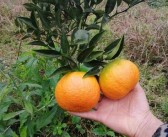 春見粑粑柑糖分高嗎（春見粑粑柑多少錢一箱）