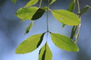 探秘眉山耙耙柑基地：萬(wàn)畝橘園豐收季背后的甜蜜產(chǎn)業(yè)鏈